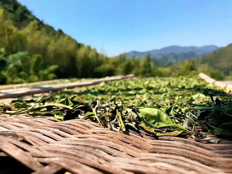 Les feuilles de thé blanc sont séchées au soleil Les feuilles de thé blanc sont séchées au soleil