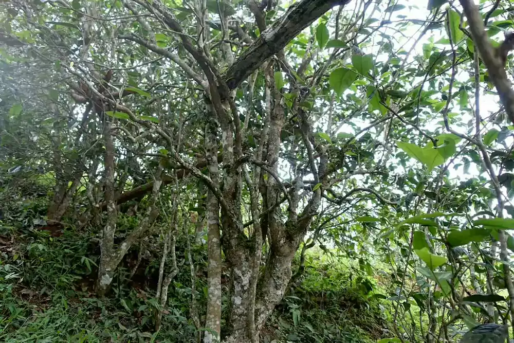 Arbre à thé Pu-erh ancien Arbre à thé Pu-erh ancien