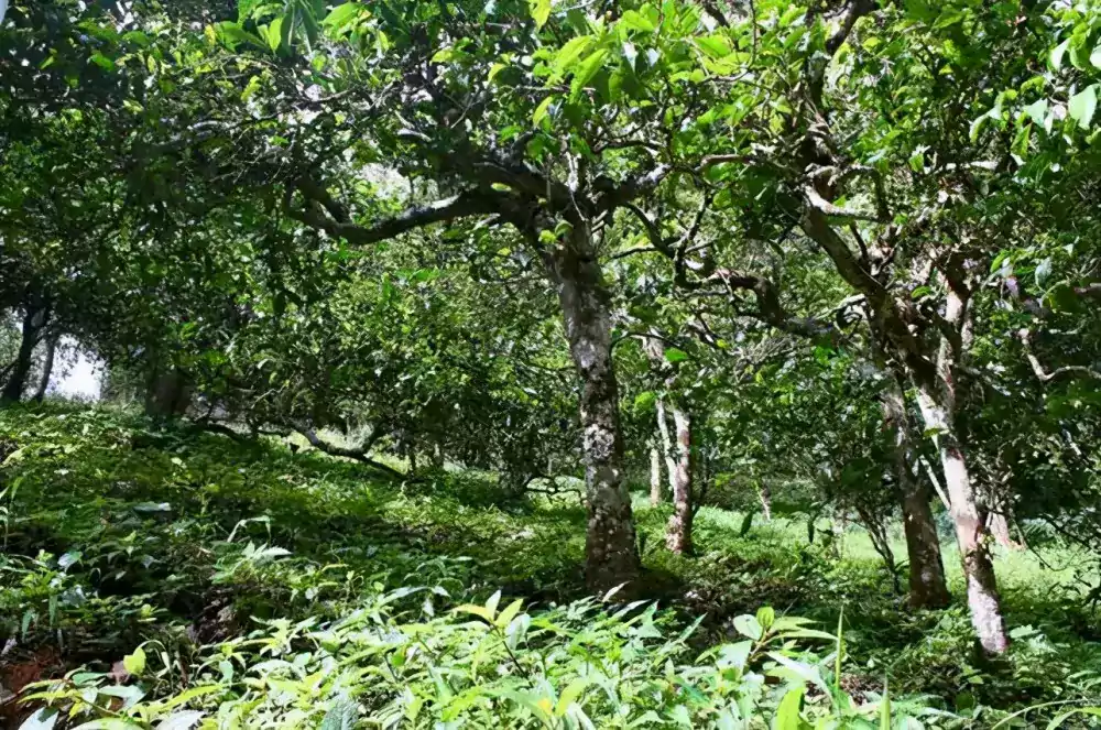 Jardin de thé Xi Gui Pu-erh Jardin de thé Xi Gui Pu-erh