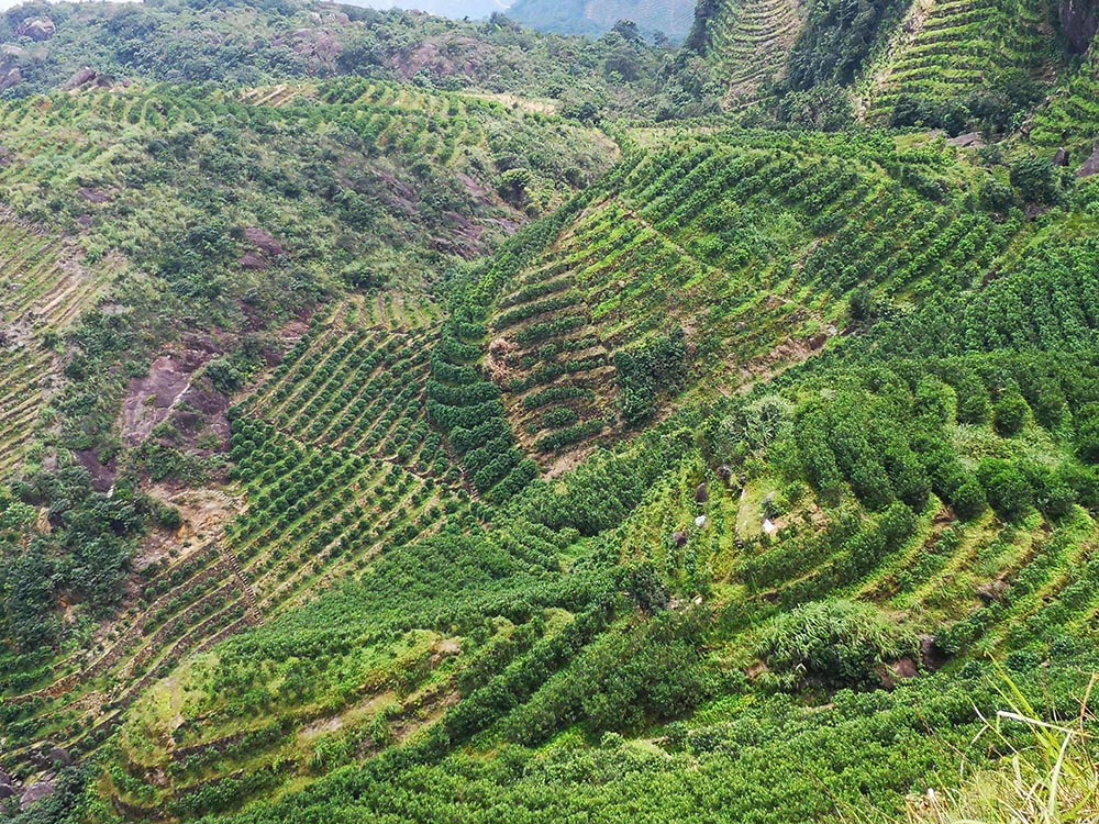 Une grande forêt de thé sur la montagne Phoenix Une grande forêt de thé sur la montagne Phoenix