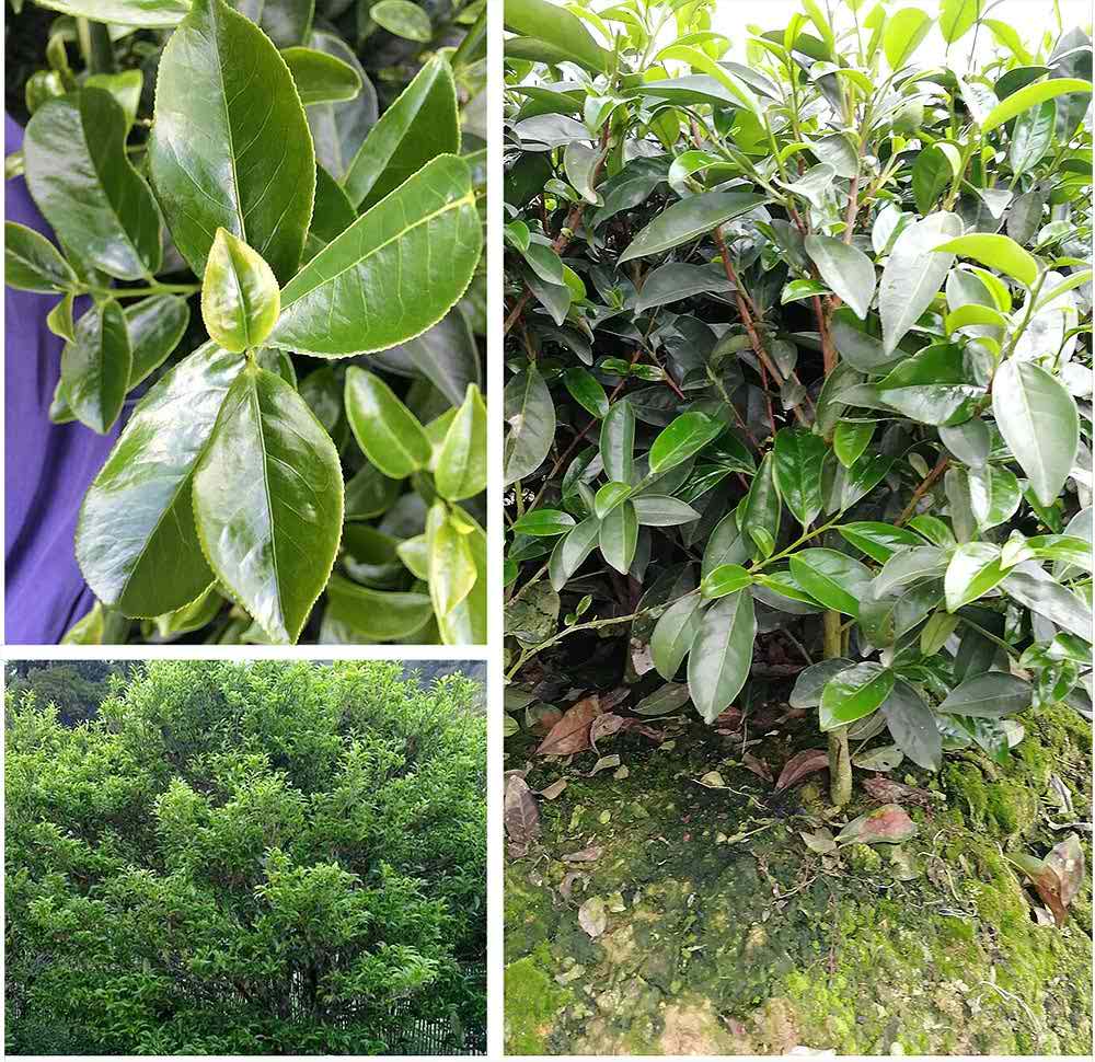 Parfum de merde de jeune canard Dan Cong Tea Tree Parfum de merde de jeune canard Dan Cong Tea Tree