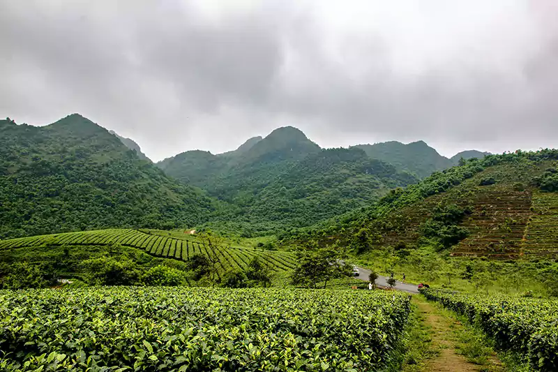 Un jardin de thé Yingde entouré de montagnes Un jardin de thé Yingde entouré de montagnes