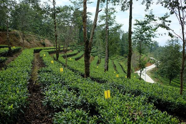 Jardin de thé noir biologique Yunnan Dian Hong Jardin de thé noir biologique Yunnan Dian Hong