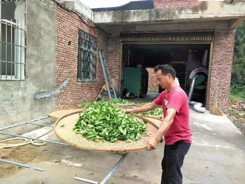 Un producteur de thé fabrique du Zhangping Shuixian Un producteur de thé fabrique du Zhangping Shuixian