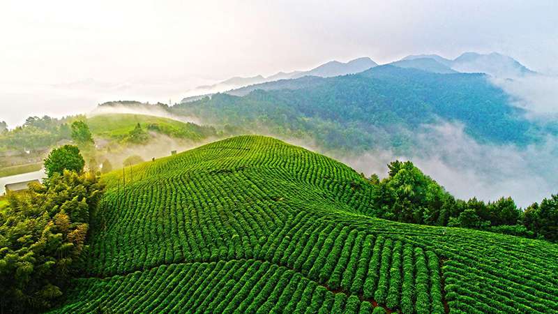 Un jardin de thé dans la province du Zhejiang