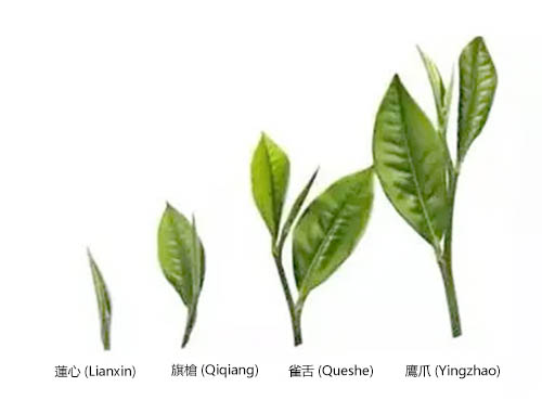 Quatre niveaux de qualité du thé dans la Chine ancienne