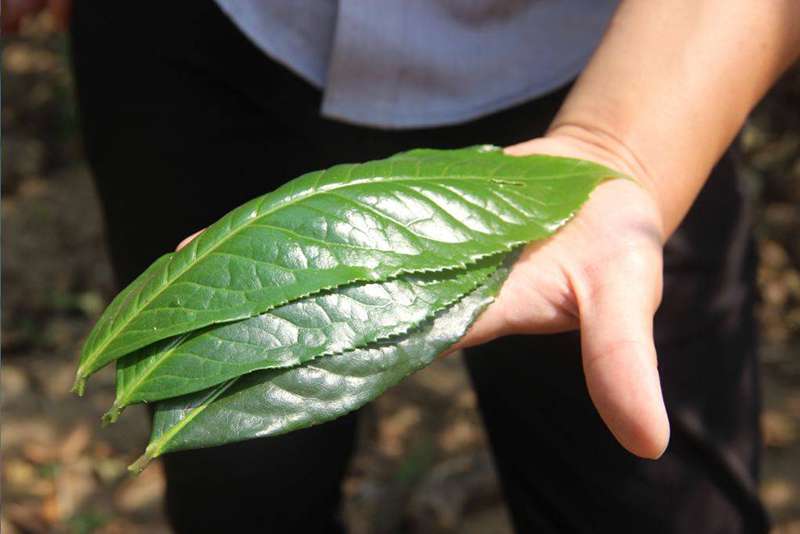 Feuilles des espèces à grandes feuilles du Yunnan
