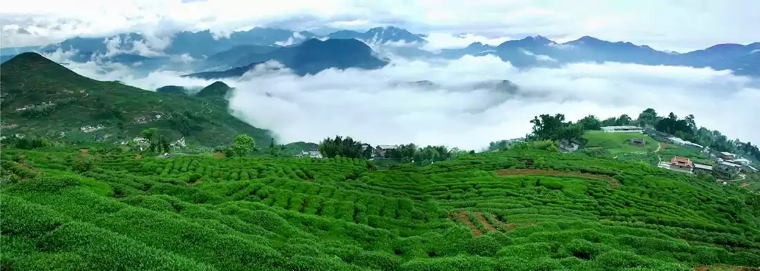 Jardin de thé Anxi Tieguanyin