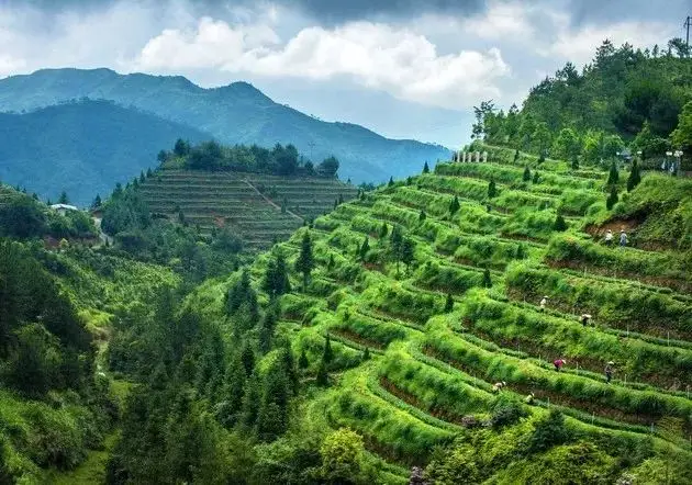 Jardin de thé Gao Shan Jardin de thé Gao Shan