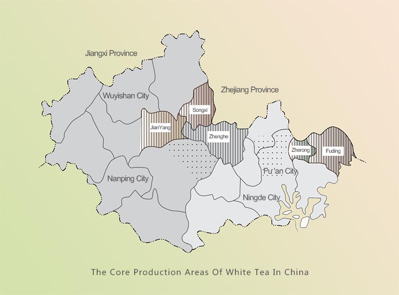 Les principales zones de production de thé blanc en Chine Les principales zones de production de thé blanc en Chine